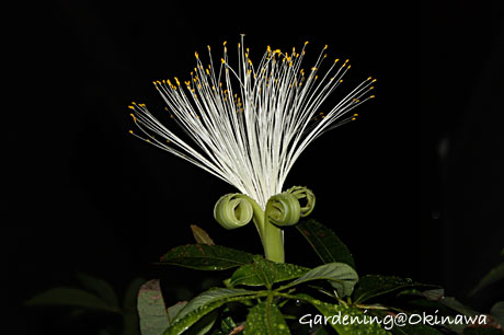 パキラの花は夜咲きでした
