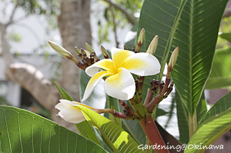プルメリア　咲き始めました♪