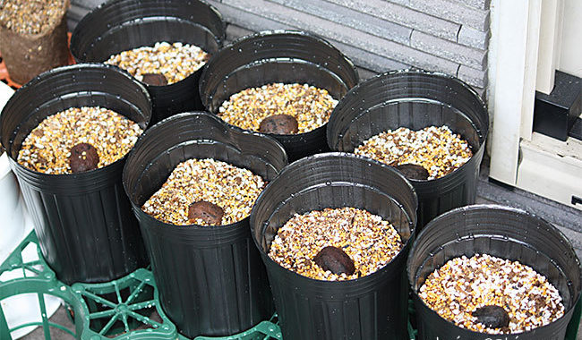 ビスマルキアシルバーを種から育ててみる。