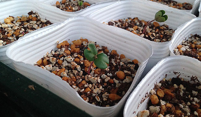 ジャカランダの種まき